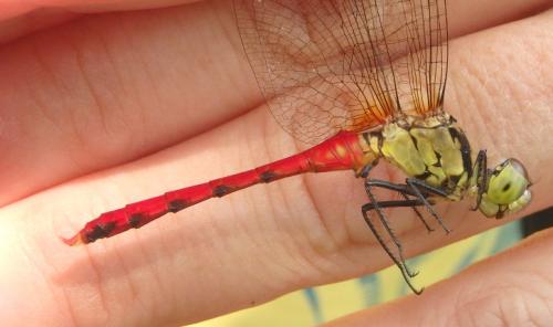Sympetrum sp.